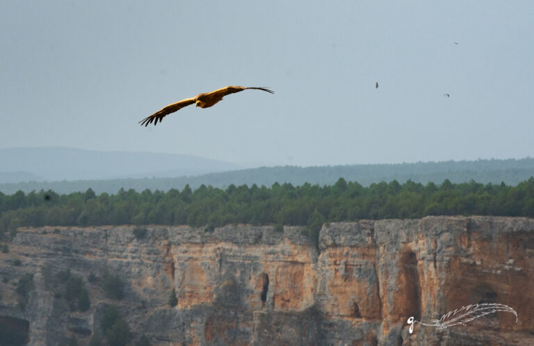 MIRADOR DE LA GALIANA_Cañón del Río Lobos