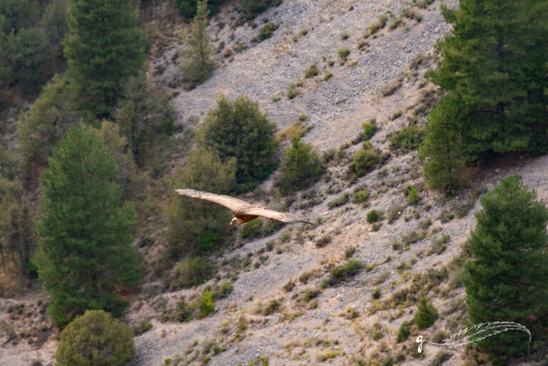 BuitresCañonRioLobos-8